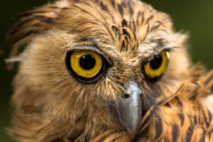 Barred Eagle Owl ~ Bubo sumatranus Image2Punch